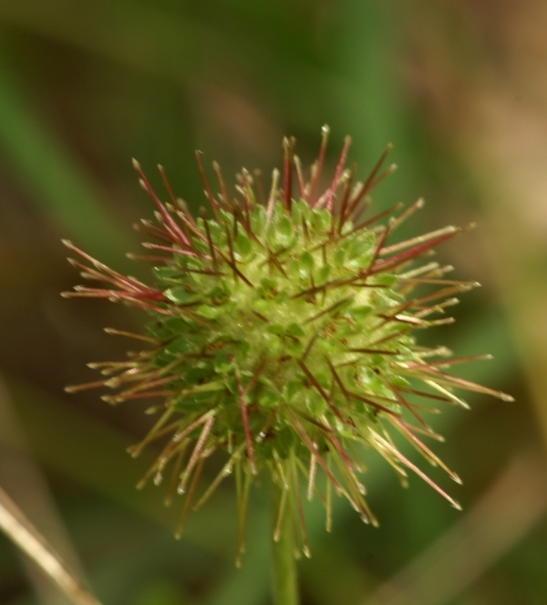 Acaena novae-zelandiae